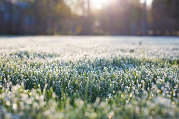 Vinterforberedelse af din græsplæne – Beskyt din plæne mod frost