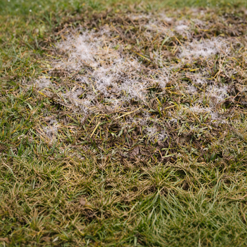 Sneskimmel i plænen? Sådan hjælper du græsset godt i gang i april