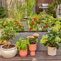 Micro-Drip-System terrassesæt (30 planter)